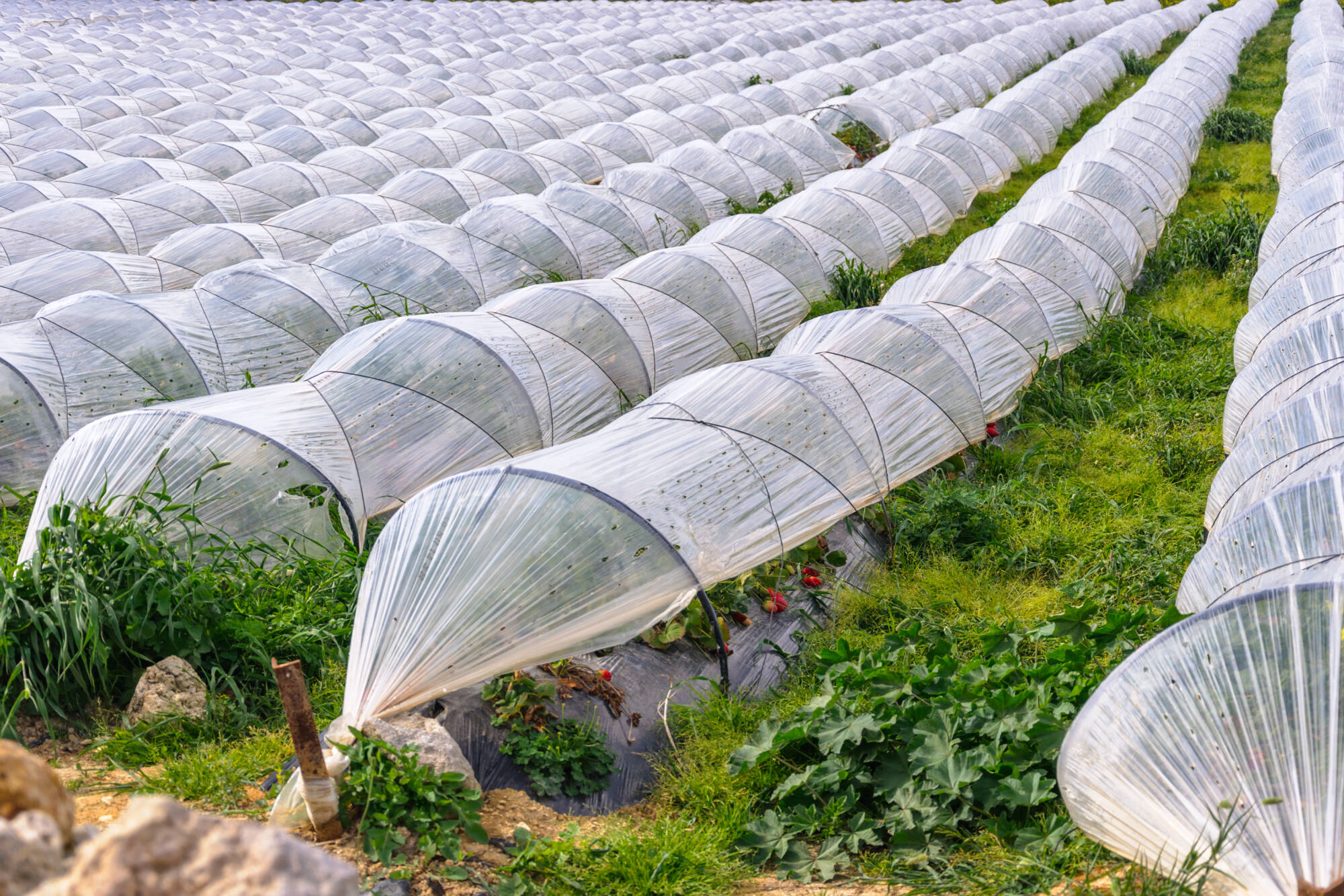 Túneles de plástico transparente sobre surcos de cultivo en un invernadero